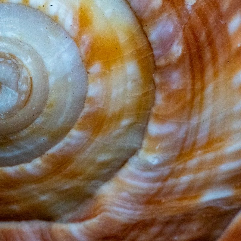 Up close: Seashell