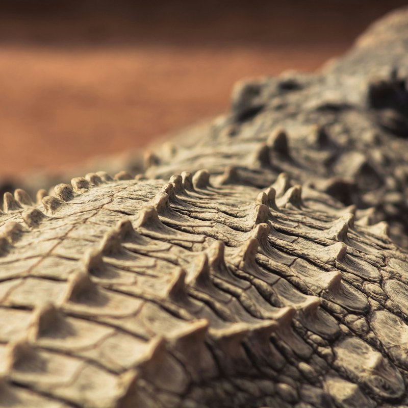 Up close: Crocodile