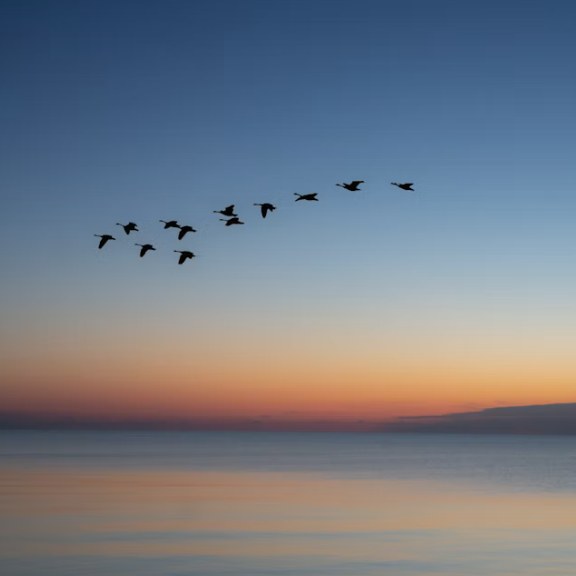 Natural phenomena: Bird migration